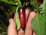 Jalapeno purple